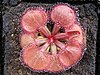 Rosette of broad red leaves