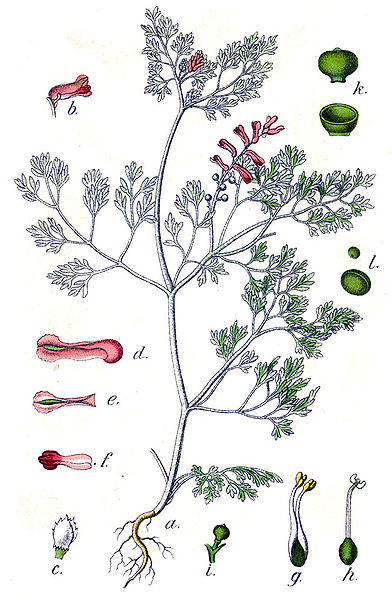 File:Fumaria officinalis Sturm46.jpg