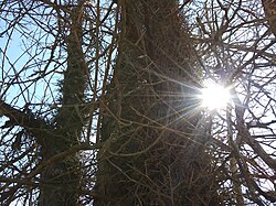 Honey Locust tree