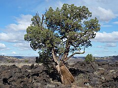 Western juniper in Lava Beds National Monument