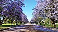 Avenue of jacarandas