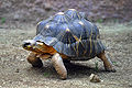 நில ஆமை (tortoise)