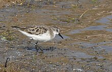 Little Stint at Khijadiya Bird Sanctuary, Gujarat, India