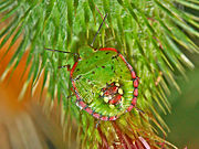 Fifth instar