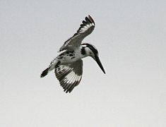 Pied Kingfisher (Ceryle rudis) hovering W IMG 0894.jpg