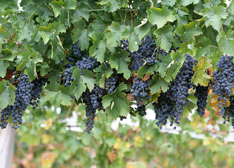 File:Wine grapes.jpg