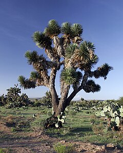 Yucca decipiens, Pálmaliliom, Új-Mexikó