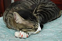 Oscar the tabby cat with red paws nail paint.