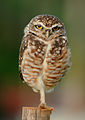 23 juillet 2014 Pouh ! Ce hibou, bijou de la nature, s'est pris le chou à éviter un drôle de joujou, a heurté un caillou pas ripou et y a laissé un genou.