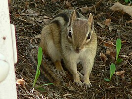 In Guelph, Ontario, Canada