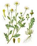 Anthemis cotula — Пупавка собачья