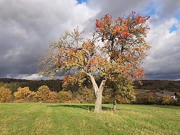 apple tree