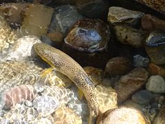 Bachforelle (Salmo trutta fario) in einer Fischtreppe