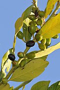 Frutos inmaduros (verdes) y maduros (negros) in situ