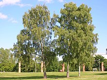 Betula Pendula at Stockholm University 2005-07-01.jpg