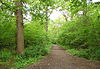 Path in Big Wood, N2