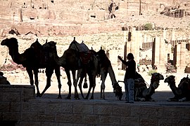 Camels in Petra, Jordan.jpg