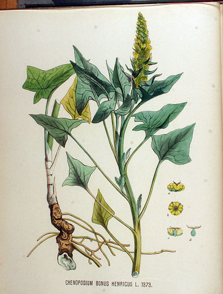 File:Chenopodium bonus-henricus — Flora Batava — Volume v18.jpg