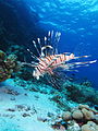 Pterois miles