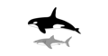 Comparazione dimensionale fra un'orca (Orcinus orca) e un grande squalo bianco (Carcharodon carcharias). L'orca è, in media, 1,4 volte la lunghezza di un grande squalo bianco.