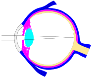 Editable ray diagram of eye v0 This is the default value