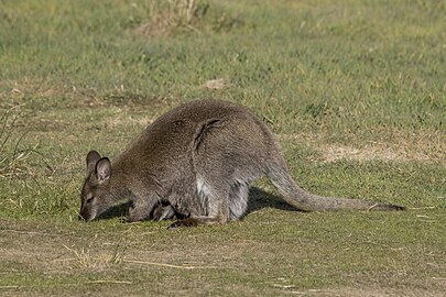 female and joey browsing