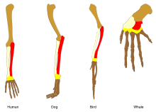 Homology vertebrates-en.svg