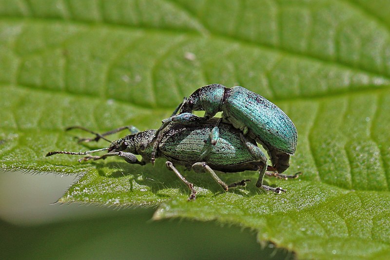 File:Leaf weevils (Polydrusus formosus) mating.jpg