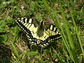 Papilio machaon