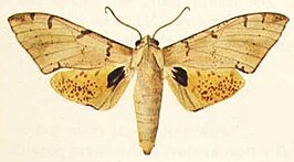 Platysphinx piabilis