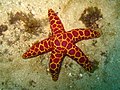 Морская звезда Plectaster decanus