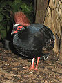 Crested wood partridge