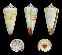 Conus generalis