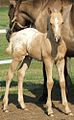 Palomino blanket appaloosa pattern