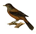 Turdus rubrocanus (cat.)