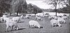 Southdown sheep grazing before they were disallowed in about 1920