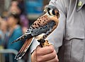 Image 52A rescued American kestrel that couldn't be released so is now serving as an "ambassador" bird