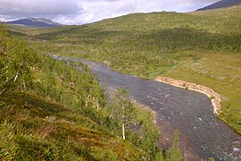 Bjøllåga river and mountain birch in Bjøllå valley, Saltfjellet-Svartisen National Park