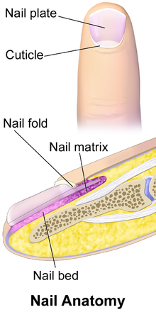 Blausen 0406 FingerNailAnatomy.png