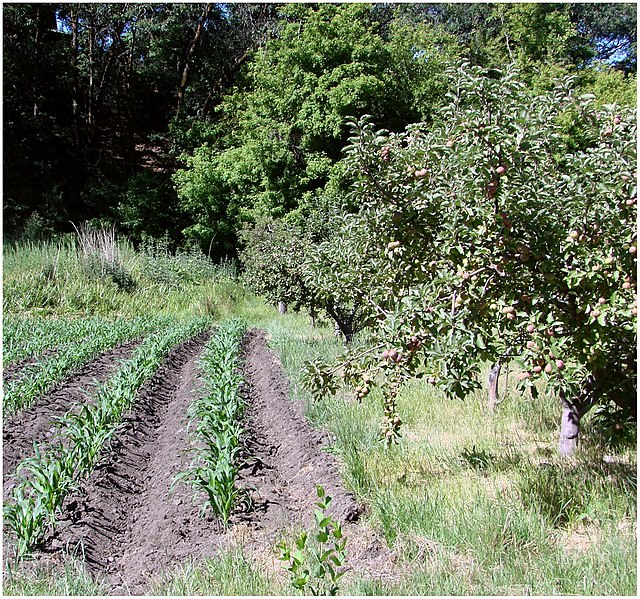 File:Corn and Apples, Oak Glen, CA.6-23-12 (7449460710).jpg