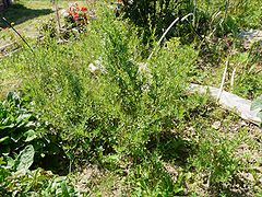 Estragó (Artemisia dracunculus)