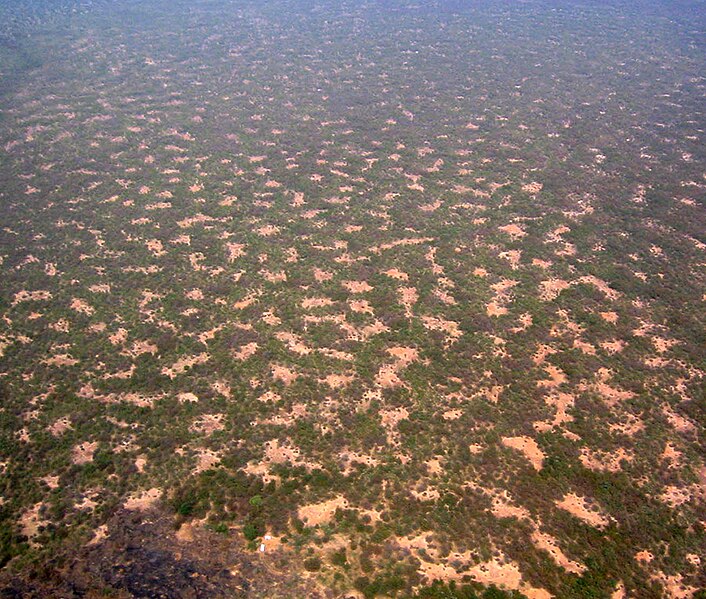 File:Gapped Bush Niger Nicolas Barbier.jpg