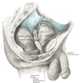 Male organs seen from right side