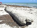 Palm tree trunk previously submerged (notice marine life attached) washed up on beach near South Pointe Park