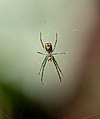 Juvenile in a web in New York