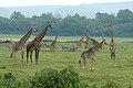 Die kleine Serengeti mit Giraffen und Zebras