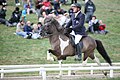 Cheval islandais souris, avec une panachure tobiano.