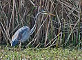 Purple heron at Sultanpur