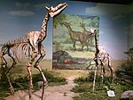 Two giraffids on display in the Cenozoic gallery.