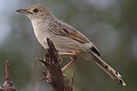 The nominate subspecies in Marakele National Park